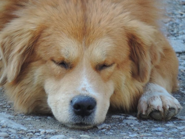 Hund atmet schnell Das könnten die Ursachen sein