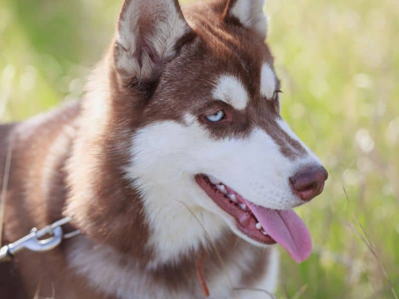 Hund atmet schnell Gründe