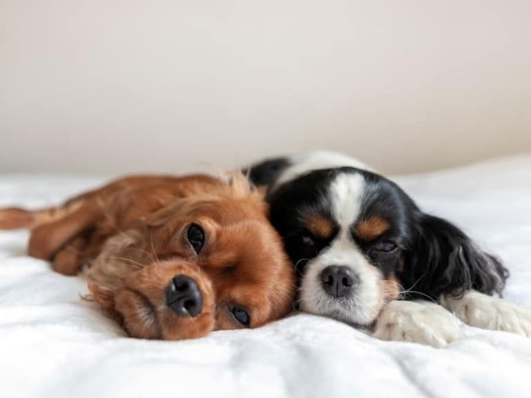 Hund atmet schnell im Schlaf Das bedeutet es