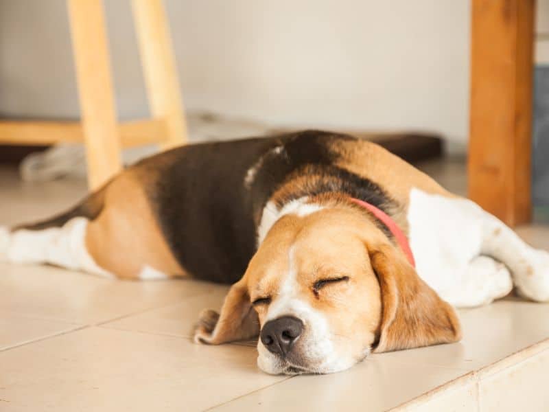 Hund atmet schnell im Schlaf Krank