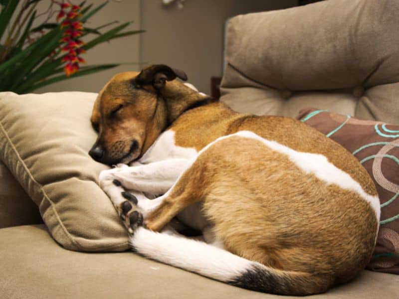 Hund atmet schnell im Schlaf Ursachen