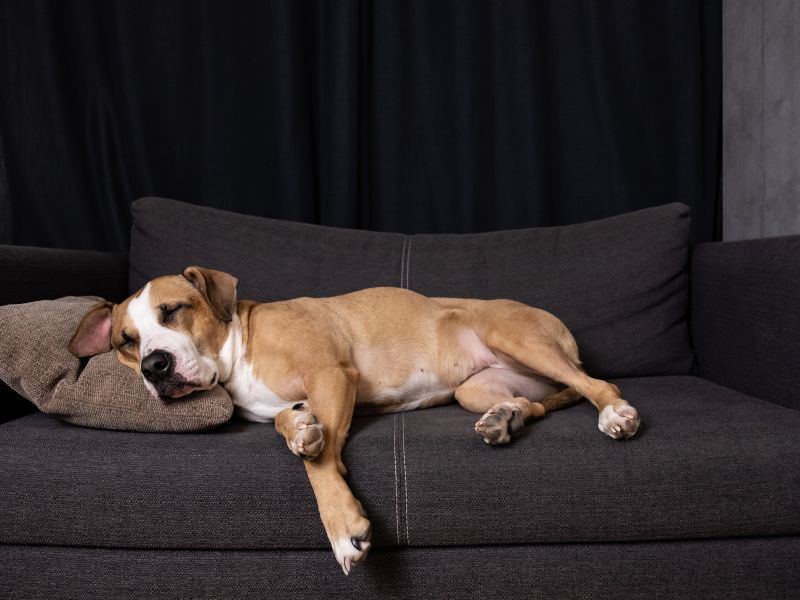 Hund atmet schnell im Schlaf träumt