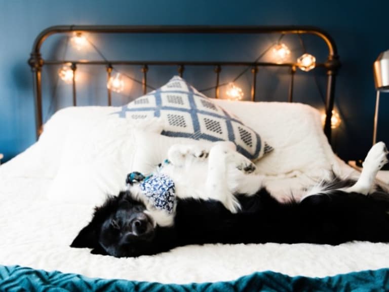 Hund atmet schnell im Schlaf Das bedeutet es