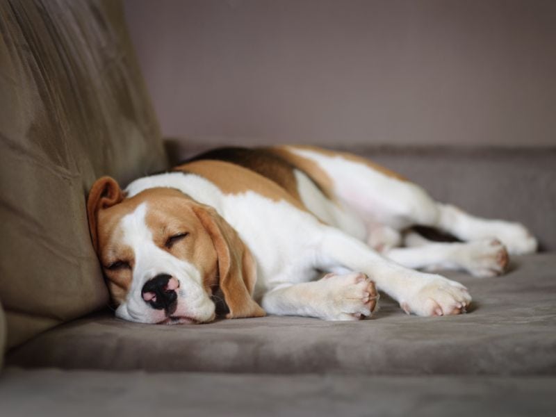 det er nytteløst Klimaanlæg eftertiden Hund atmet schnell im Schlaf - Das bedeutet es