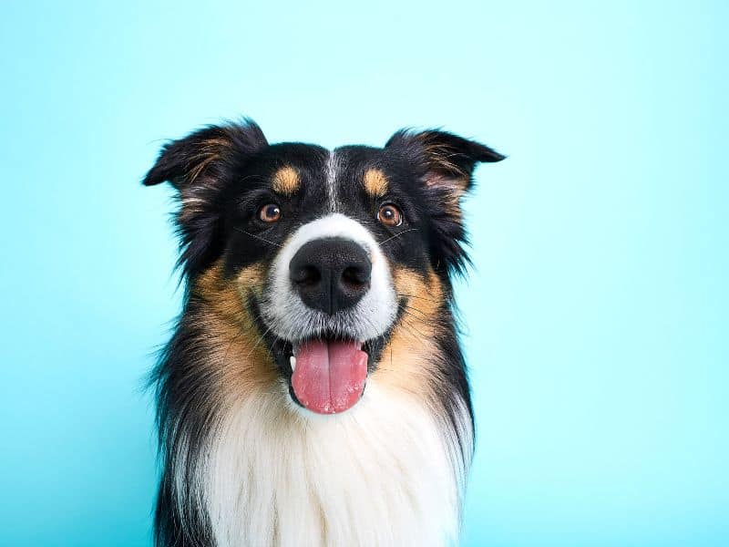 Hund atmet schnell - Das könnten die Ursachen sein 11 Hund atmet schnell krank