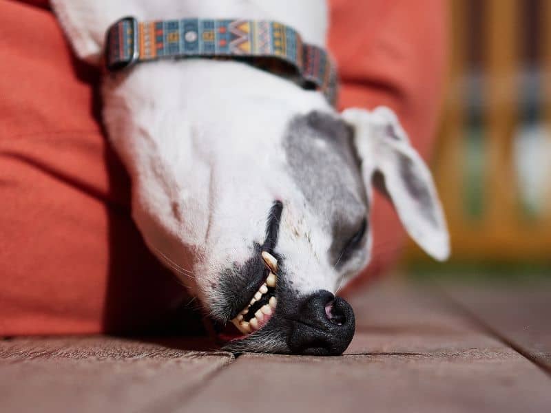 Hund atmet schnell träumt