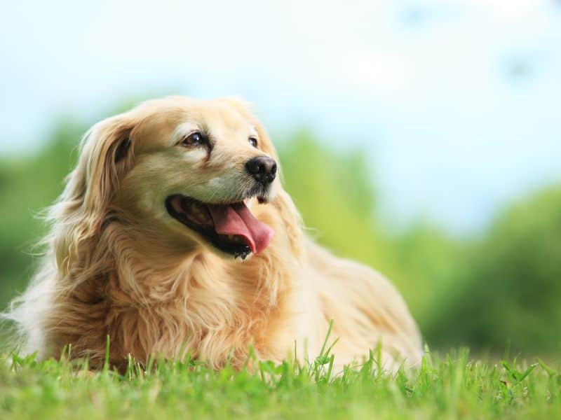 Hund atmet schnell: Das könnten die Ursachen