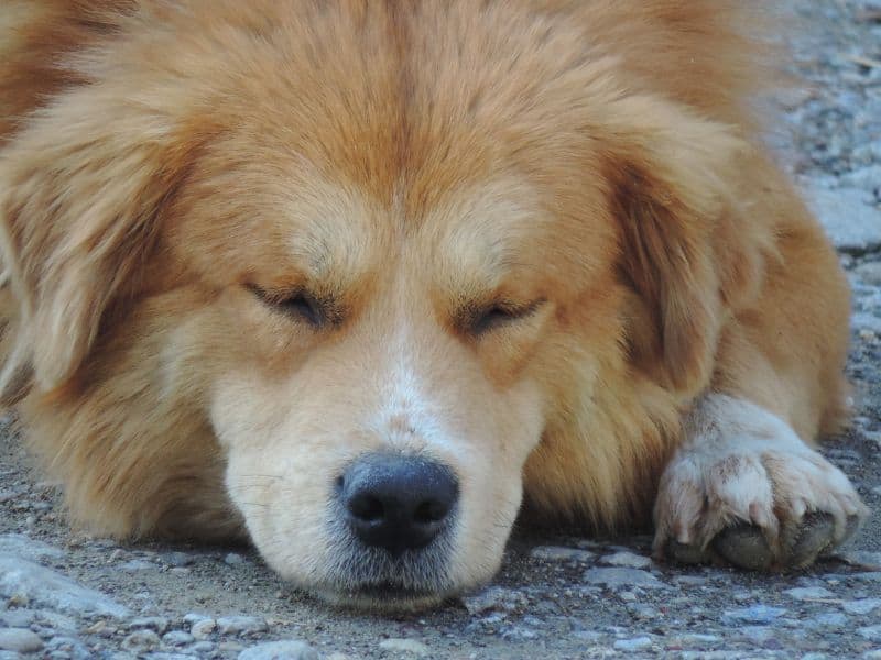 Hund atmet schnell - Das könnten die Ursachen sein 12 Hund atmet schnell
