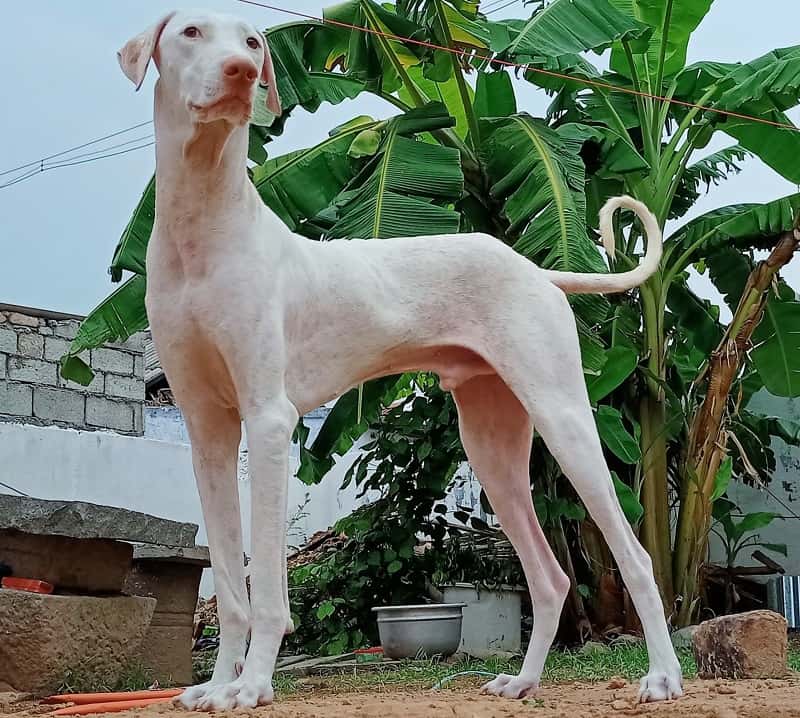 weiße hunderassen Rajapalayam Rajapalayam Bild aus Wikipedia