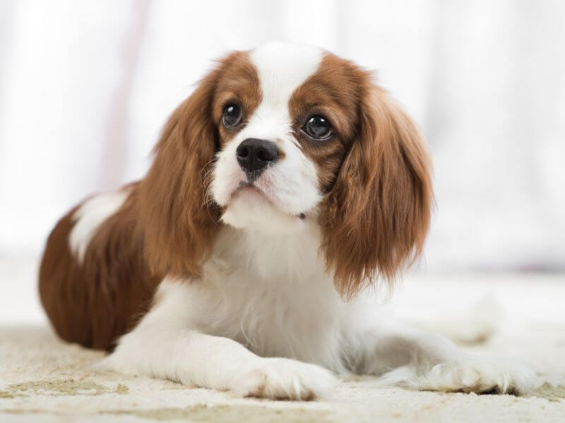 Teuerste Hunderasse Cavalier King Charles Spaniel