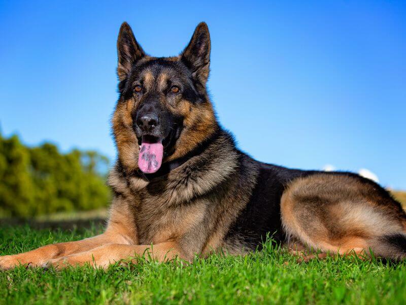 Teuerste Hunderasse Deutscher Schäferhund