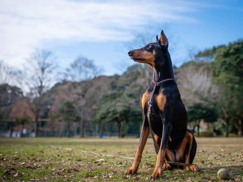 Teuerste Hunderasse Dobermann