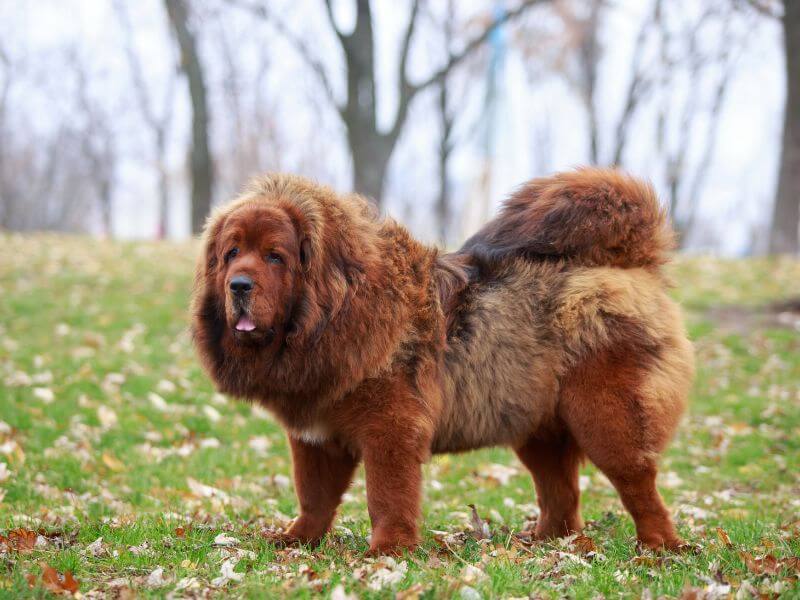 Teuerste Hunderasse Tibetischer Mastiff