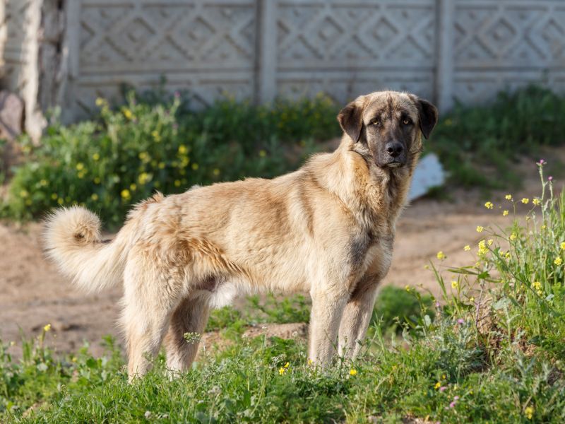 Anatolische Hirtenhund 