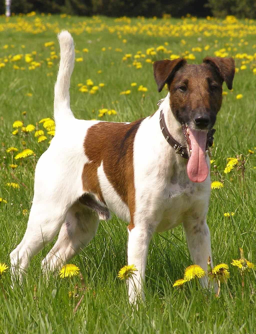 giftige Pflanzen für Hunde giftige Pflanzen für Hunde