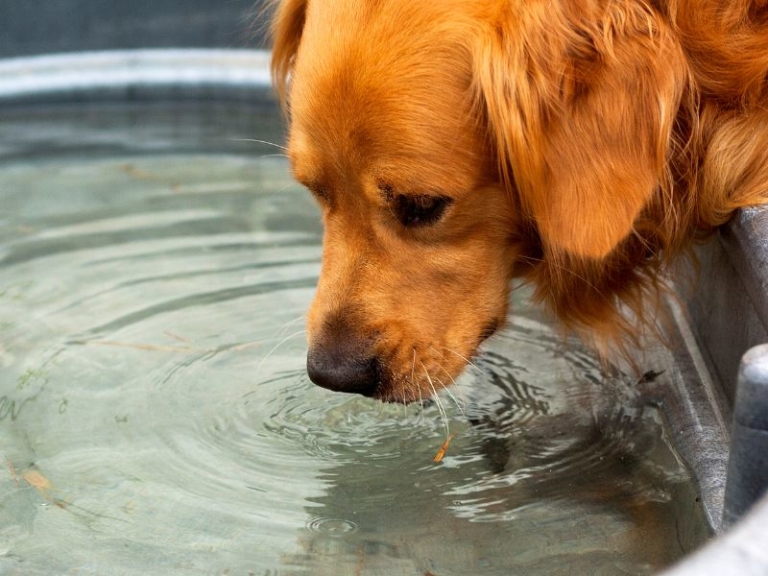 Wurmkur Hund Welche gibt es und wann dem Hund geben?
