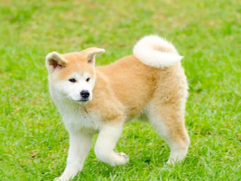 Akita