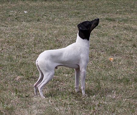 Japanischer Terrier