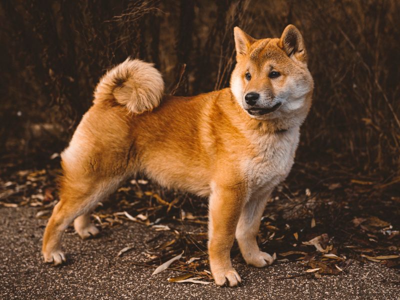 Shiba Inu