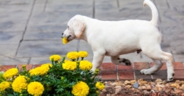 giftige-pflanzen-fuer-den-hund