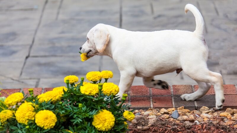 giftige Pflanzen für Hunde giftige-pflanzen-fuer-den-hund