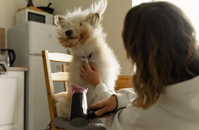 Pflege beim Hund: Mythen und Tipps 2 hund föhnen