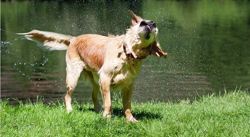 hund nass baden