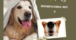 Hundenamen mit A