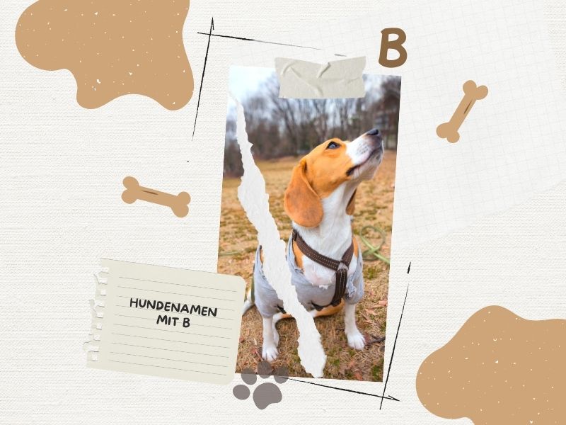 Hundenamen mit B Hundenamen mit B
