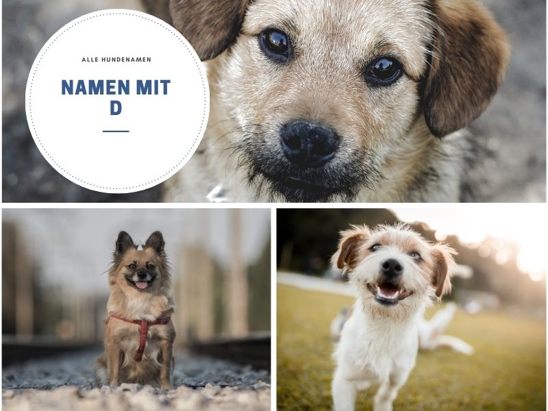 Hundenamen mit D Hundenamen mit D