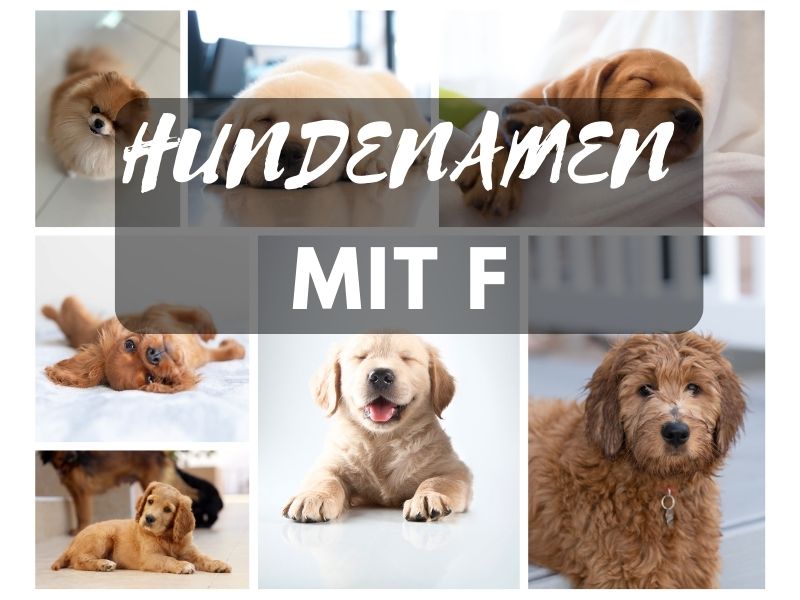 Hundenamen mit F Hundenamen mit F
