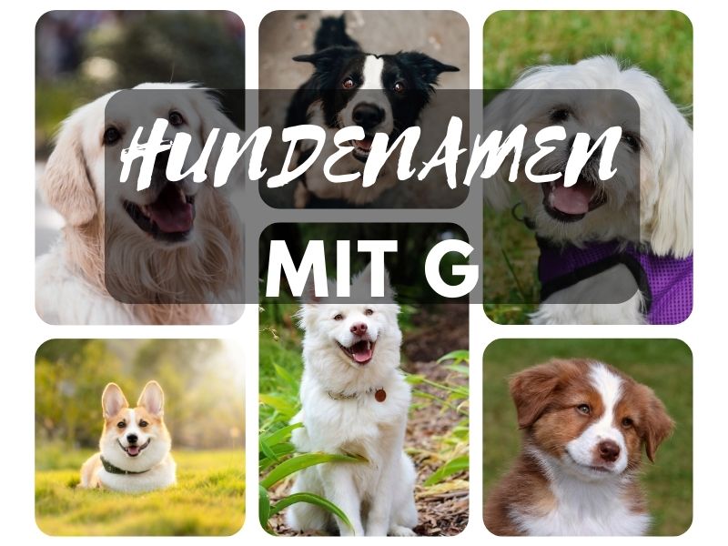 Hundenamen mit G Hundenamen mit G