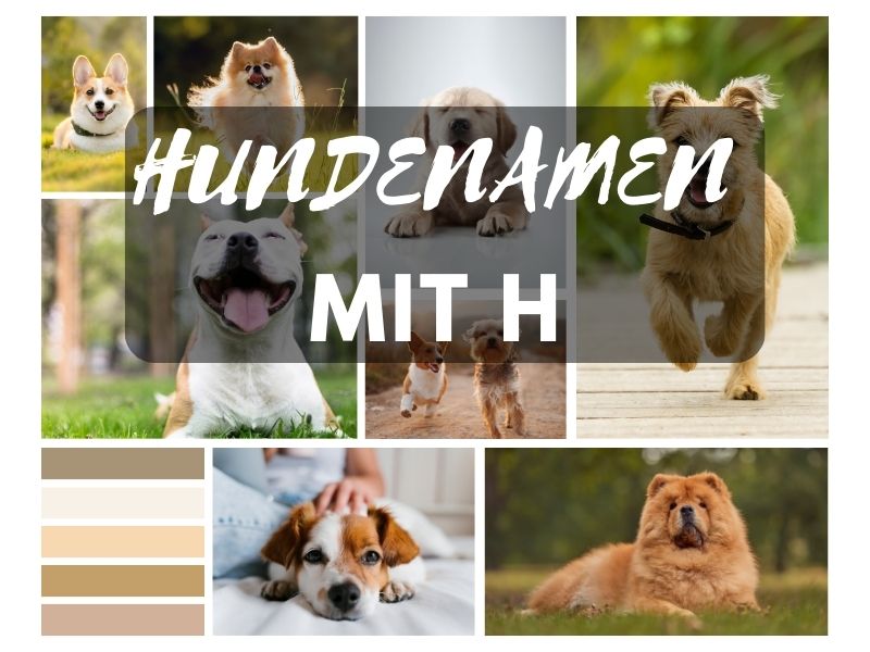 Hundenamen mit H Hundenamen mit H