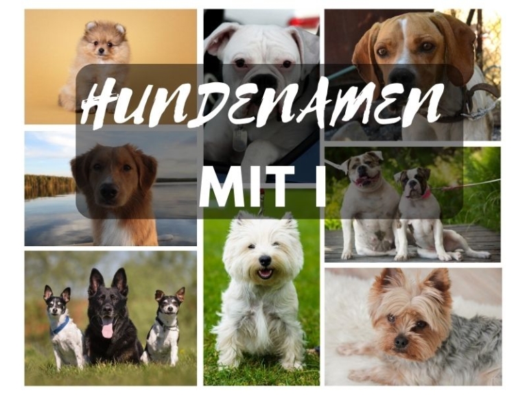 Hundenamen mit I Das sind die beliebtesten Namen