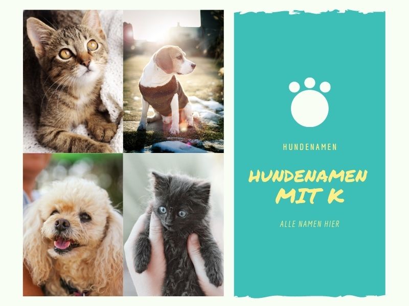 Hundenamen mit K Hundenamen mit K