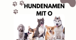 Hundenamen mit O