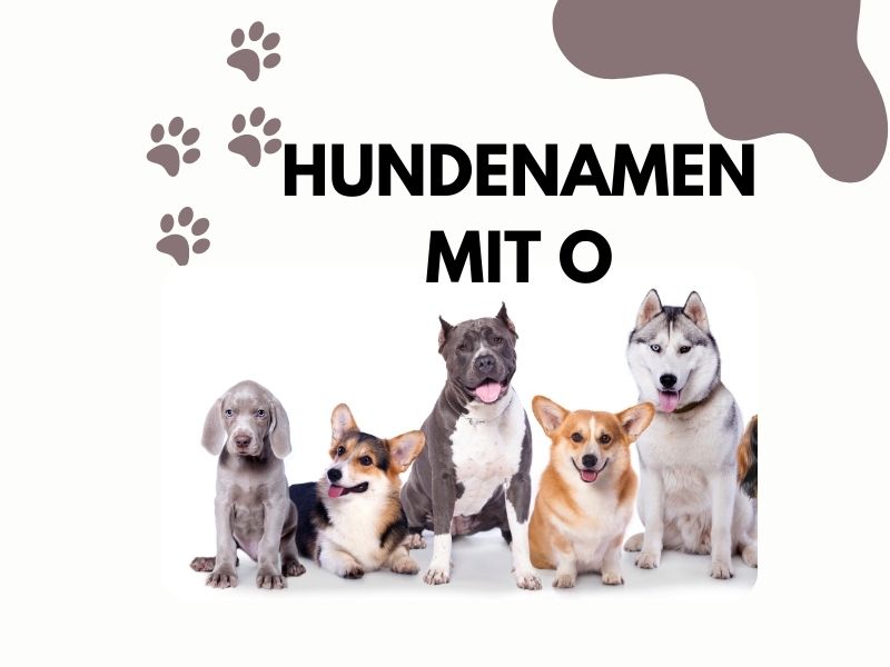 Hundenamen mit O Hundenamen mit O