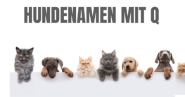 Hundenamen mit Q