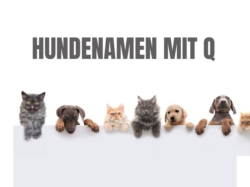 Hundenamen mit Q Hundenamen mit Q