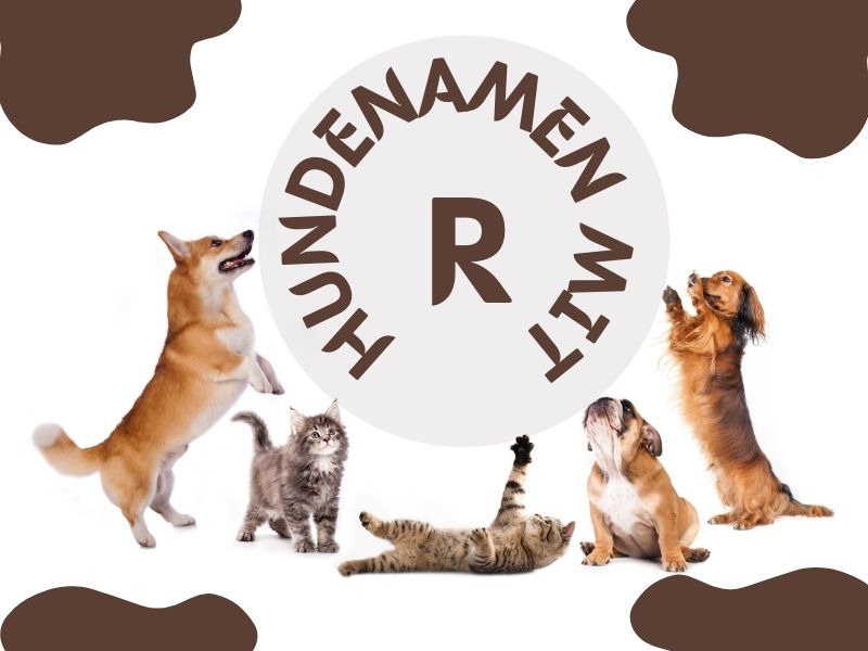 Hundenamen mit R Hundenamen mit R