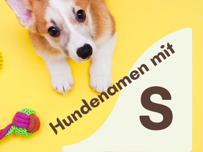 Hundenamen mit S Hundenamen mit S