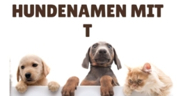Hundenamen mit T