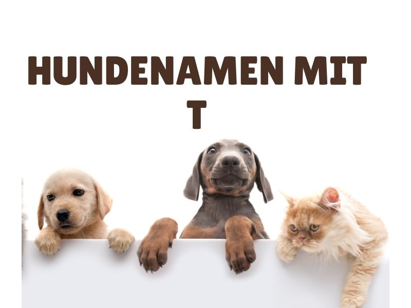 Hundenamen mit T Hundenamen mit T