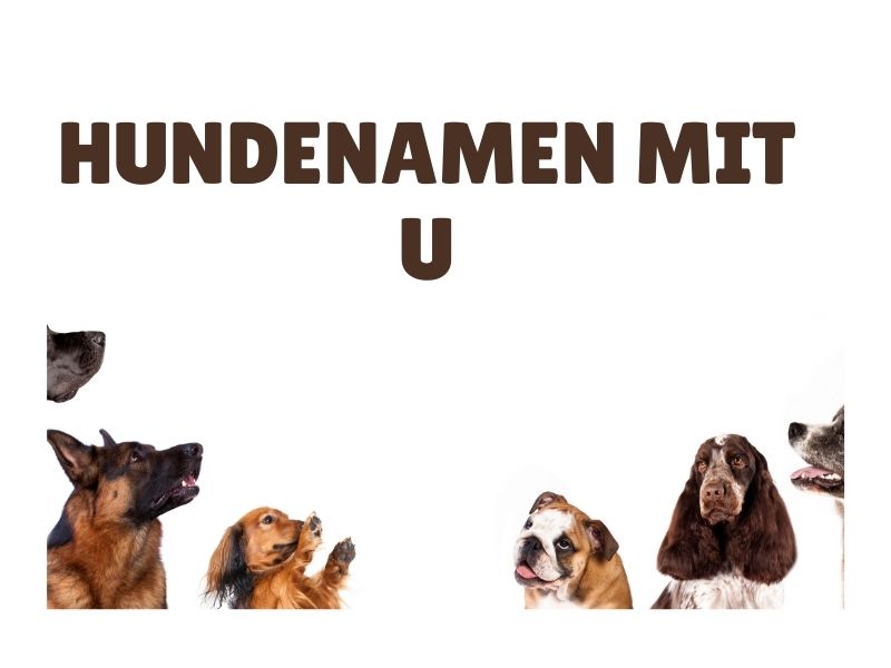 Hundenamen mit U Hundenamen mit U