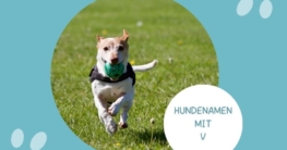 Hundenamen mit V