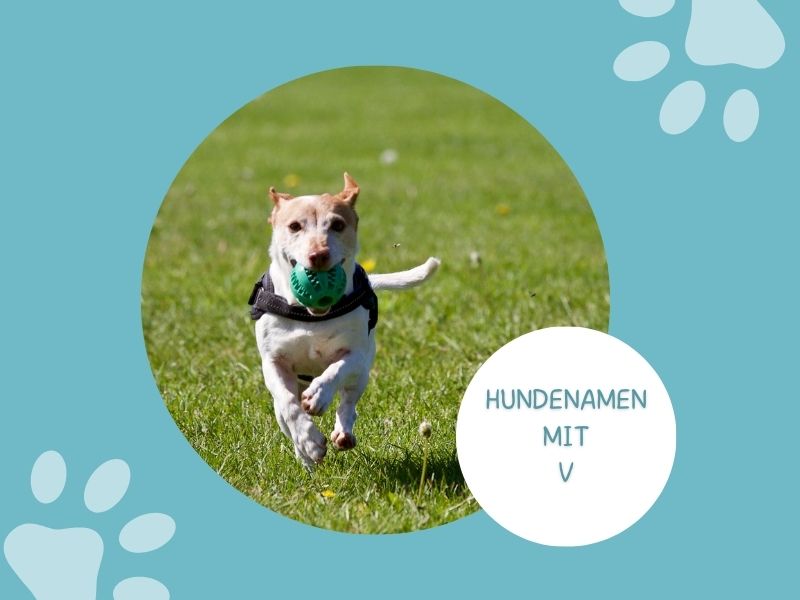 Hundenamen mit V Hundenamen mit V