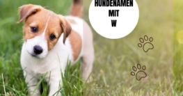 Hundenamen mit W