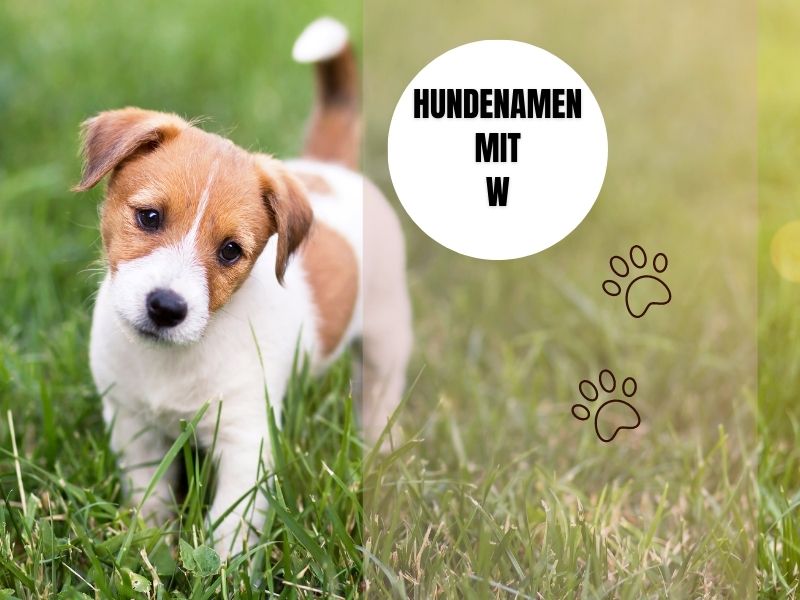 Hundenamen mit W Hundenamen mit W