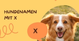 Hundenamen mit X