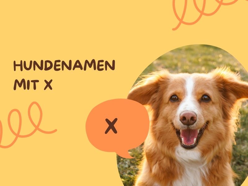 Hundenamen mit X Hundenamen mit X